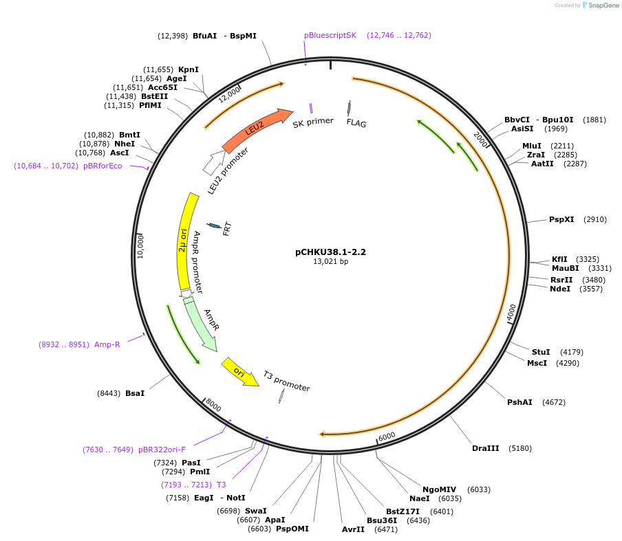 115540-plasmid-map-sequence-id-225609