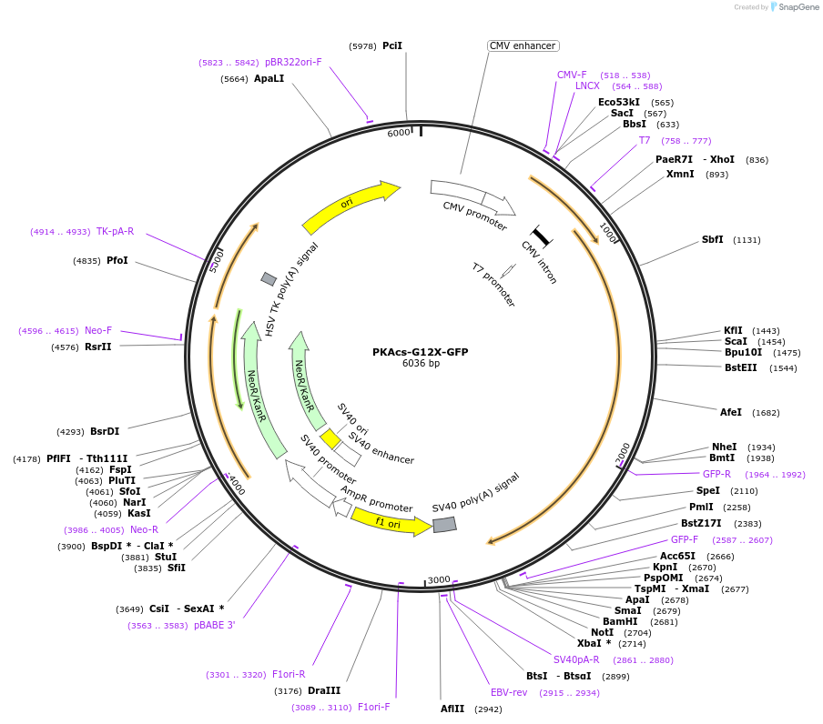 108588-plasmid-map-sequence-id-225610