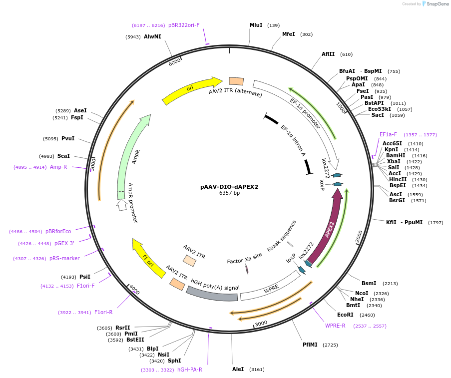 117174-plasmid-map-sequence-id-225611