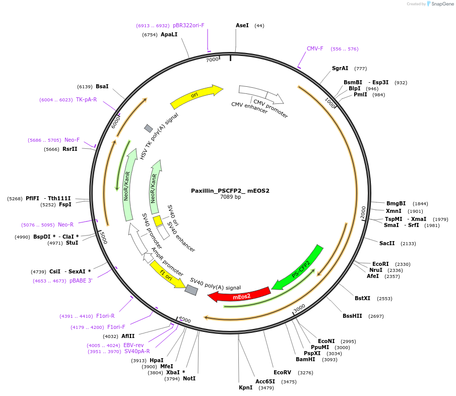 114192-plasmid-map-sequence-id-225613