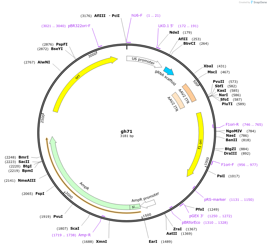 106731-plasmid-map-sequence-id-225625
