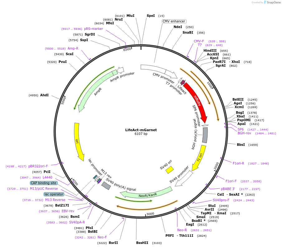 104307-plasmid-map-sequence-id-225629