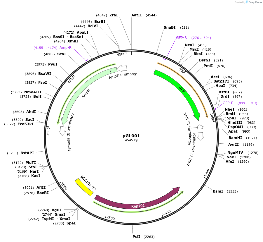 115674-plasmid-map-sequence-id-225632