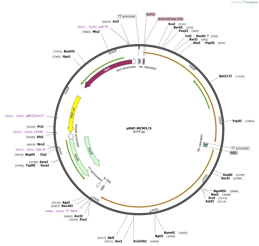 116950-plasmid-map-sequence-id-225637