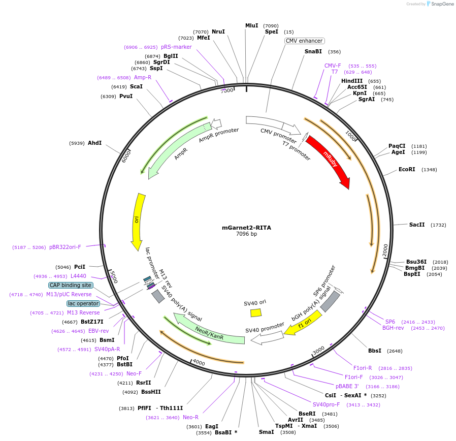 104314-plasmid-map-sequence-id-225639