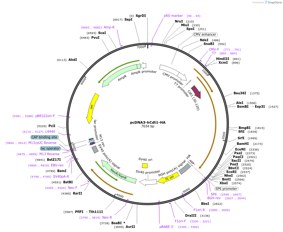117500-plasmid-map-sequence-id-225640