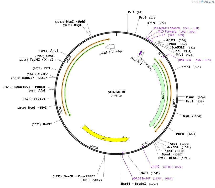 113982-plasmid-map-sequence-id-225645