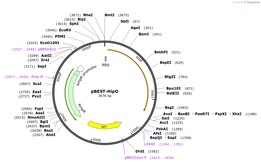 114599-plasmid-map-sequence-id-225646