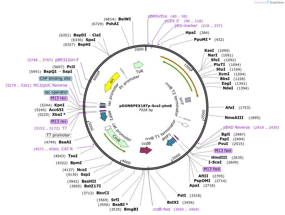 111608-plasmid-map-sequence-id-225649