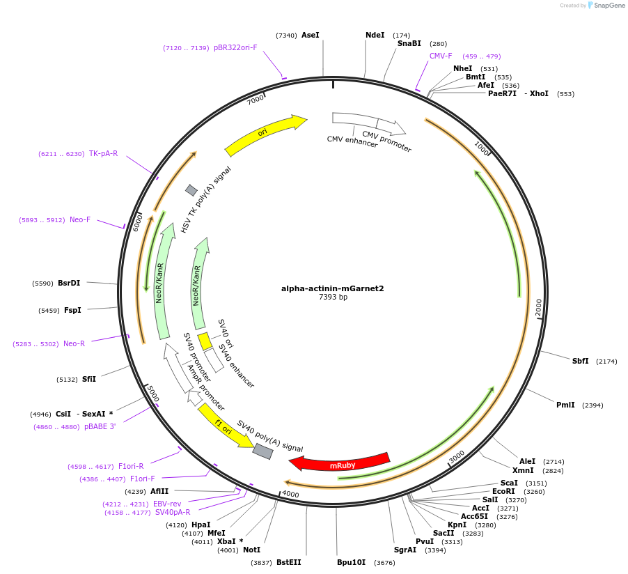104316-plasmid-map-sequence-id-225652