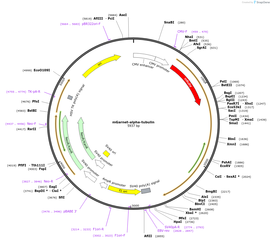 104317-plasmid-map-sequence-id-225653
