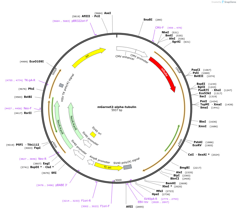 104318-plasmid-map-sequence-id-225654