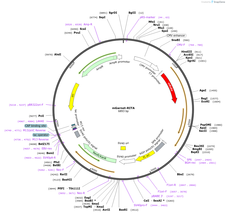 104313-plasmid-map-sequence-id-225658