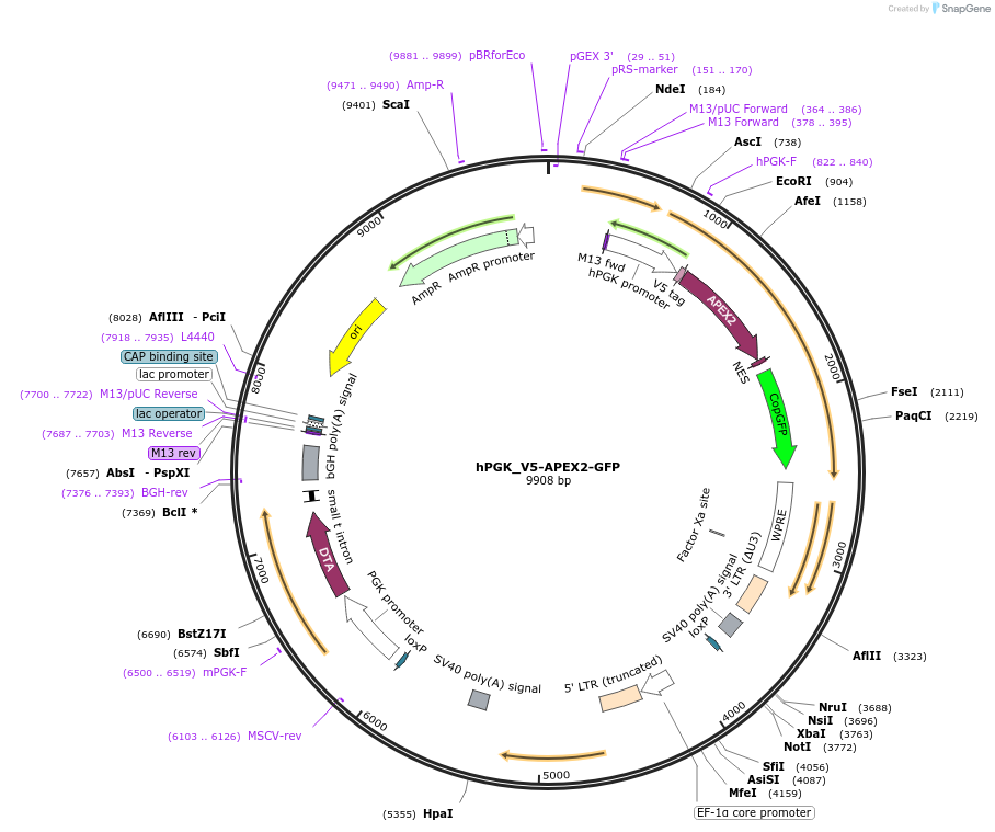 105285-plasmid-map-sequence-id-225659