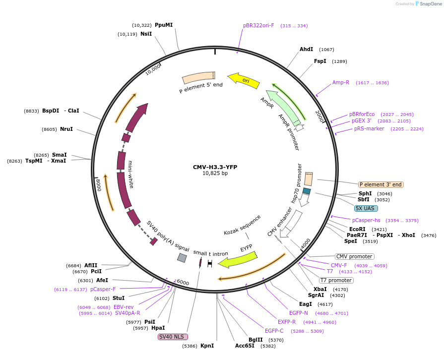 8693-plasmid-map-sequence-id-225662