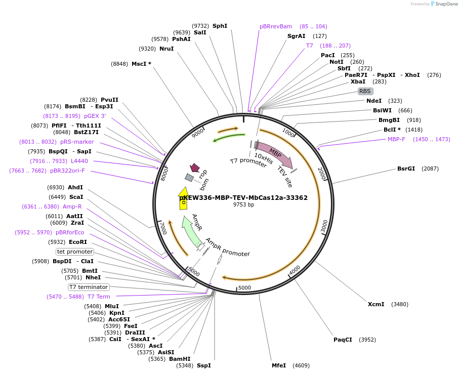 115670-plasmid-map-sequence-id-226247