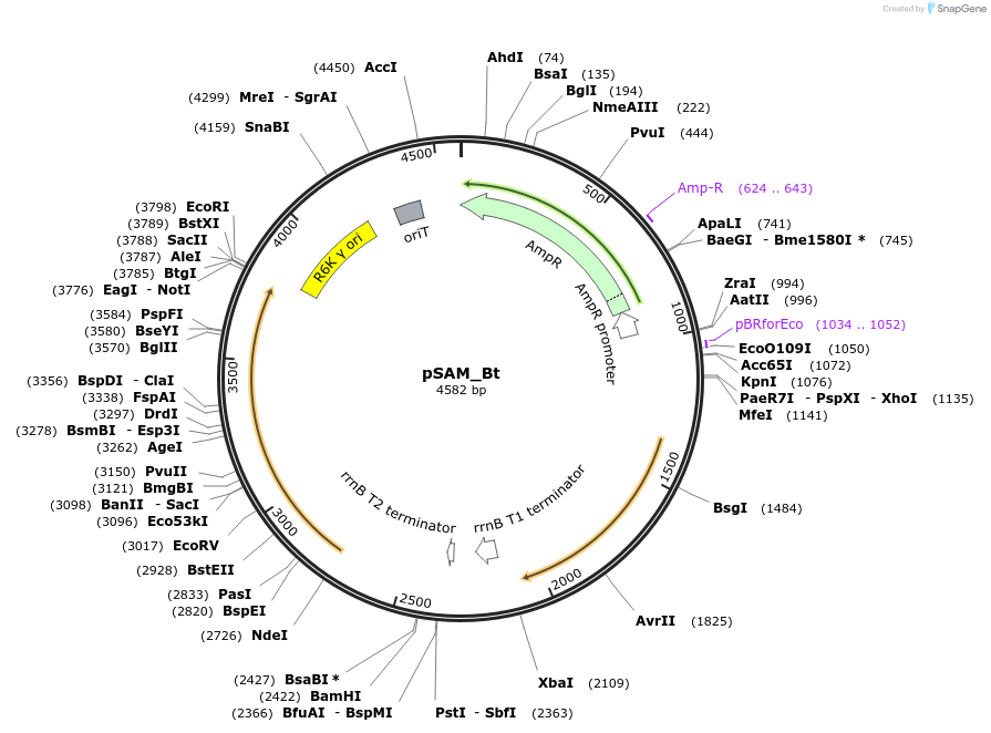 112497-plasmid-map-sequence-id-226249