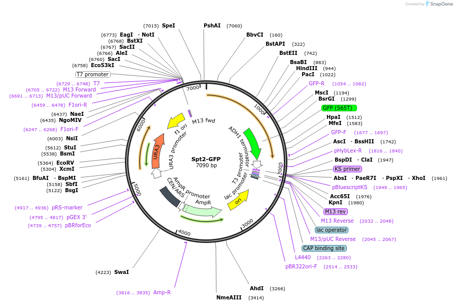 115572-plasmid-map-sequence-id-226297