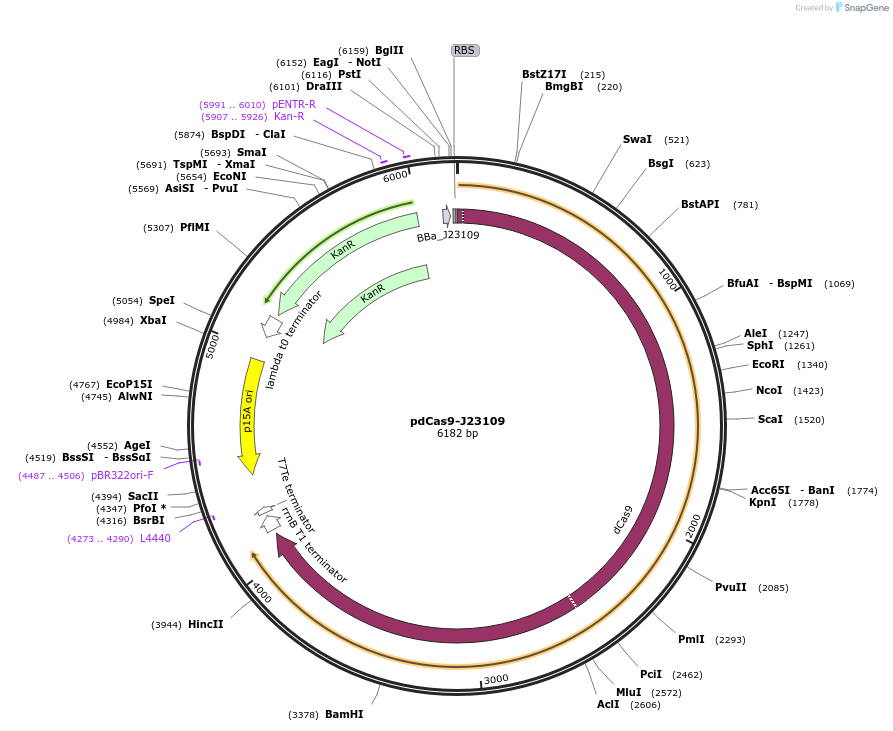 113151-plasmid-map-sequence-id-226323