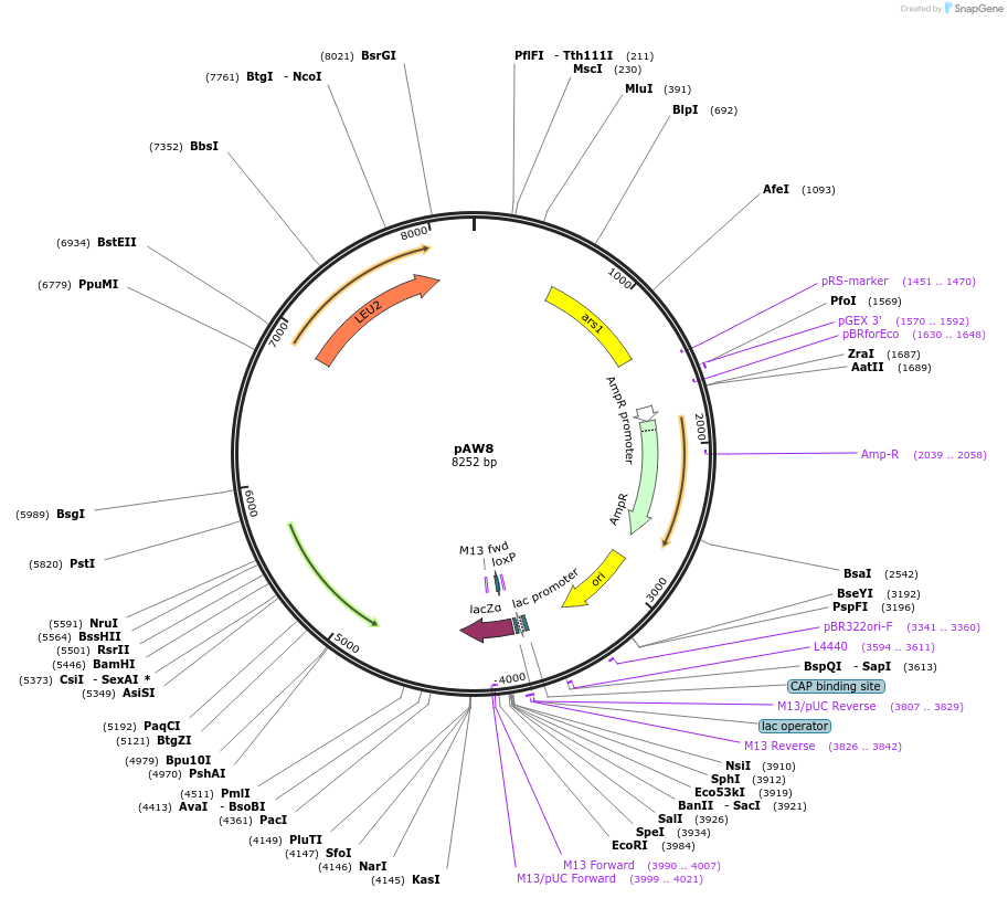 110222-plasmid-map-sequence-id-226336