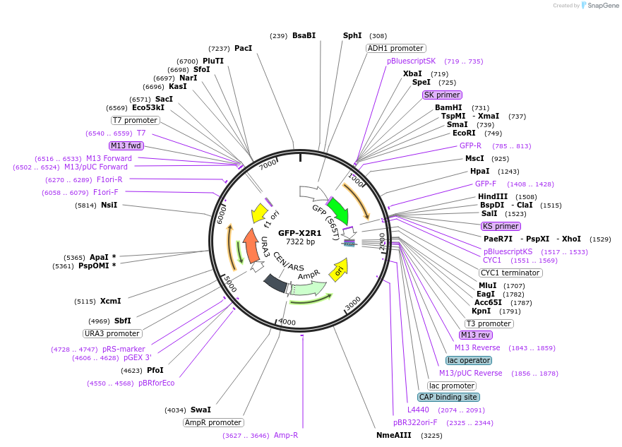 115569-plasmid-map-sequence-id-226337