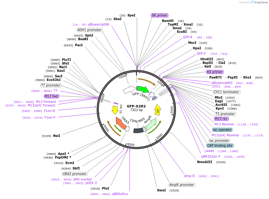 115570-plasmid-map-sequence-id-226341