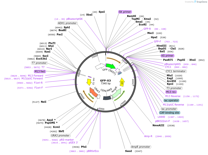 115568-plasmid-map-sequence-id-226342