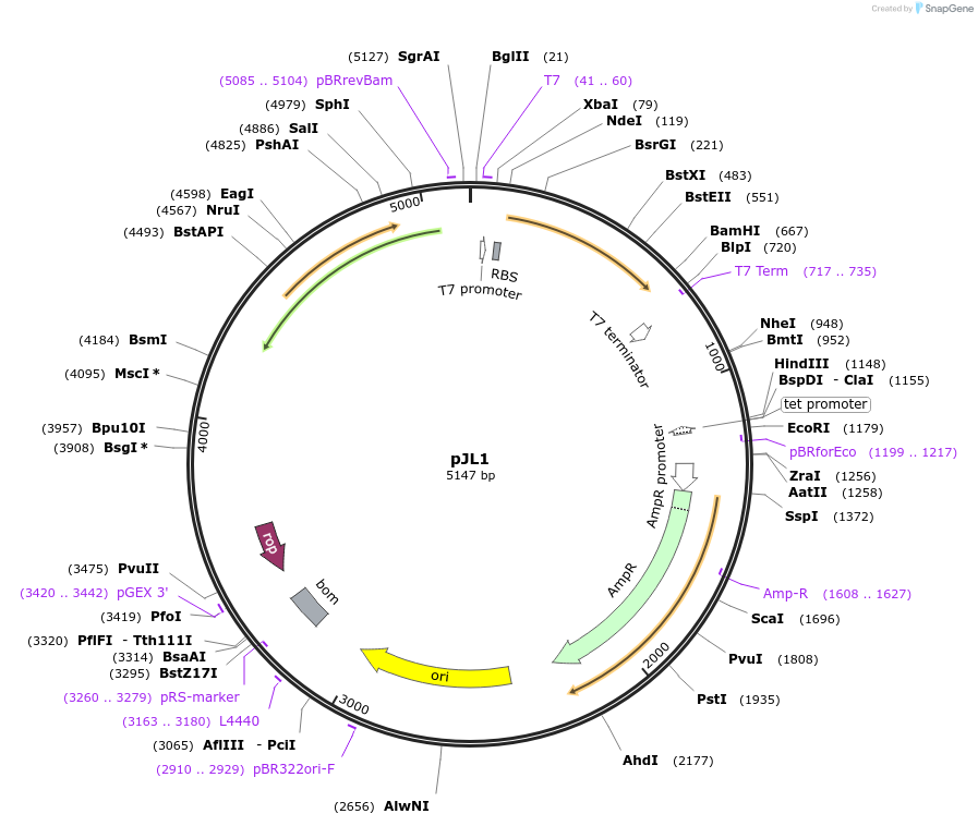 117429-plasmid-map-sequence-id-226346