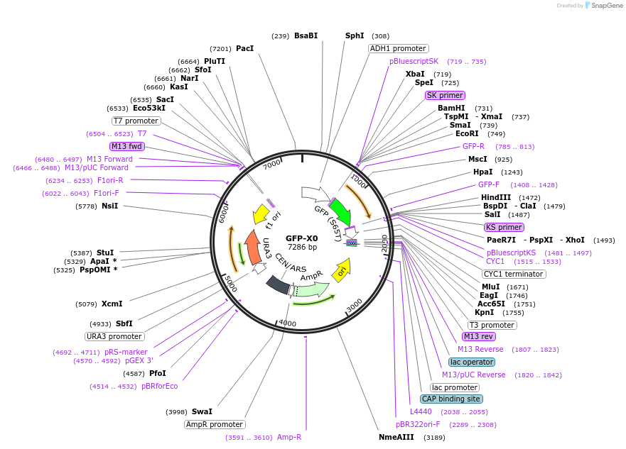 115565-plasmid-map-sequence-id-226348