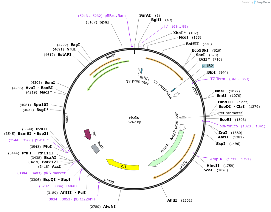 117434-plasmid-map-sequence-id-226349