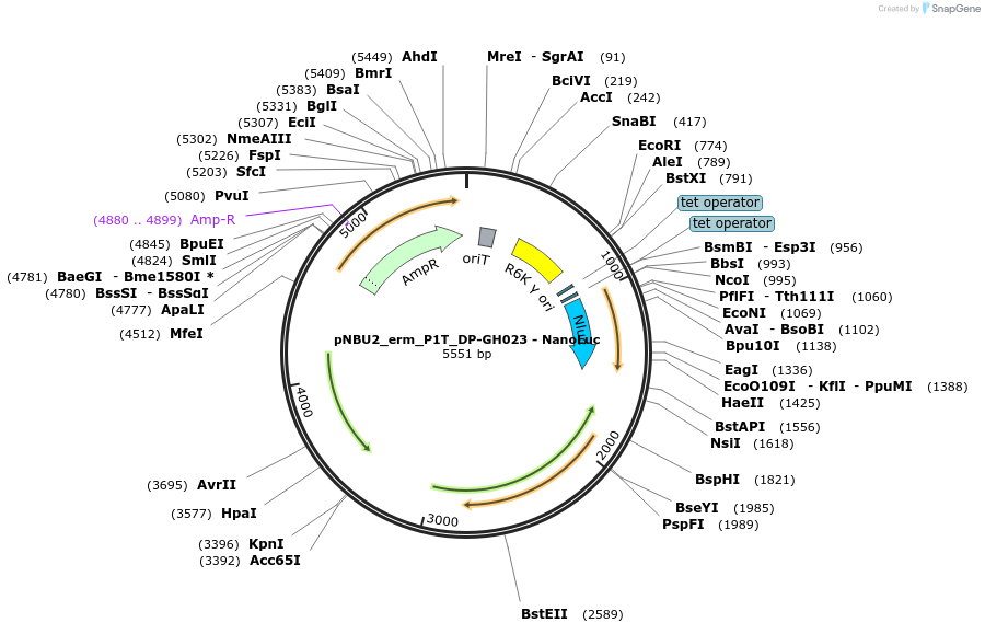 117727-plasmid-map-sequence-id-226365