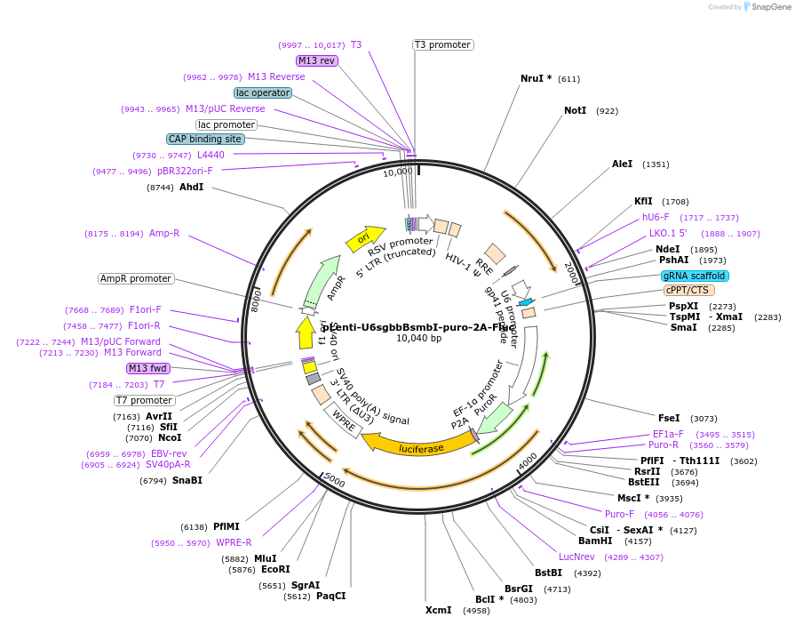 100277-plasmid-map-sequence-id-226380
