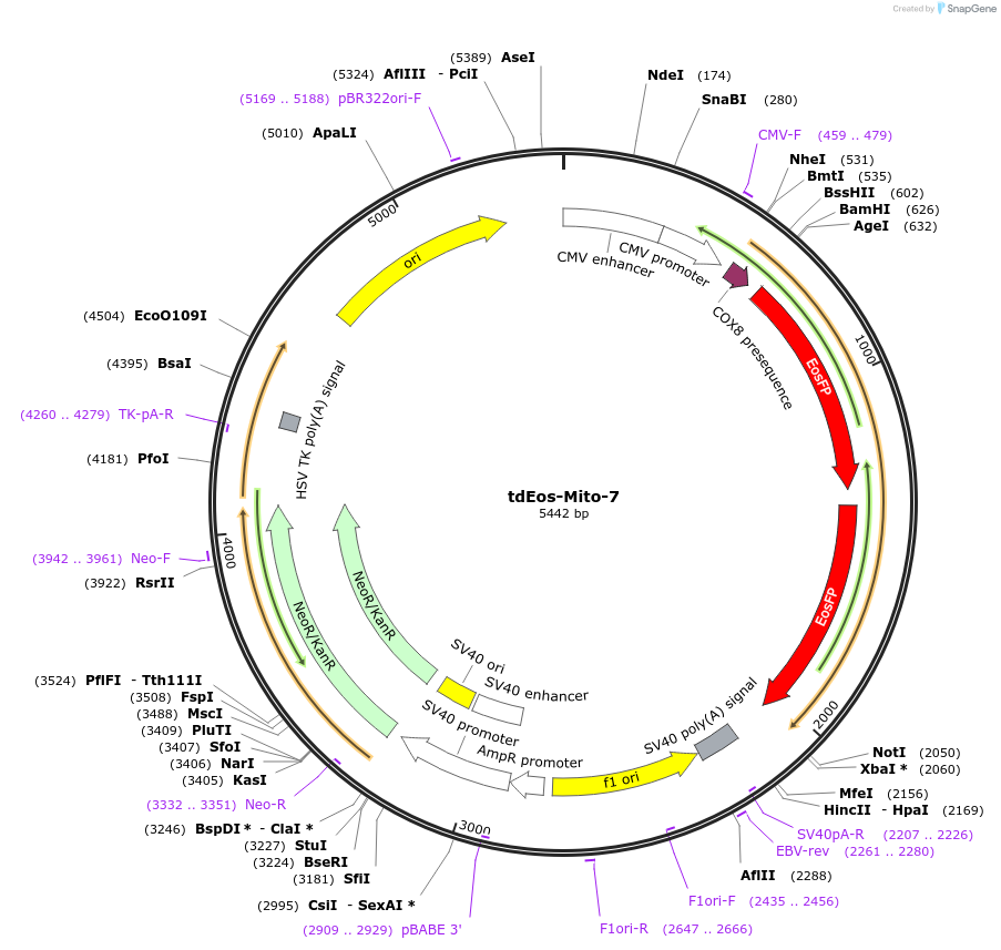 57644-plasmid-map-sequence-id-226425