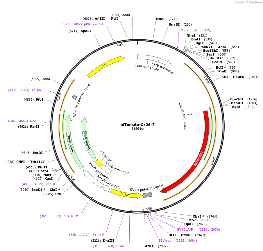 58084-plasmid-map-sequence-id-226426