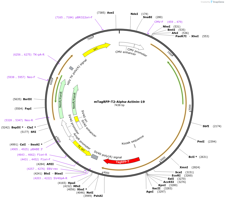 58033-plasmid-map-sequence-id-226428