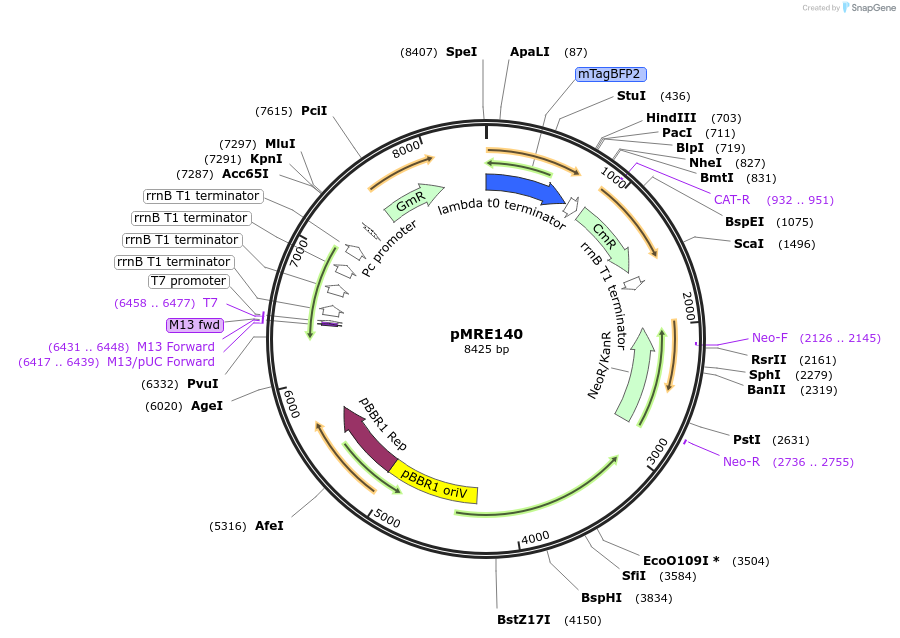 118492-plasmid-map-sequence-id-226432