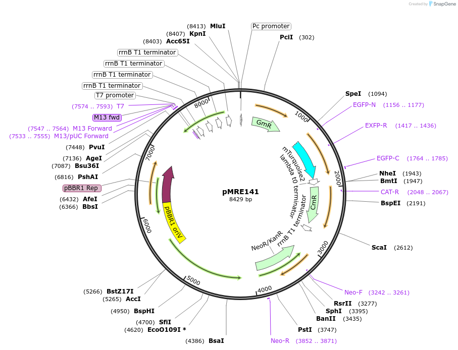 118493-plasmid-map-sequence-id-226433