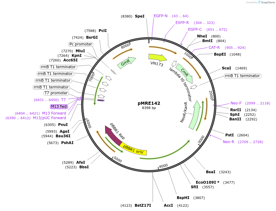 118494-plasmid-map-sequence-id-226434