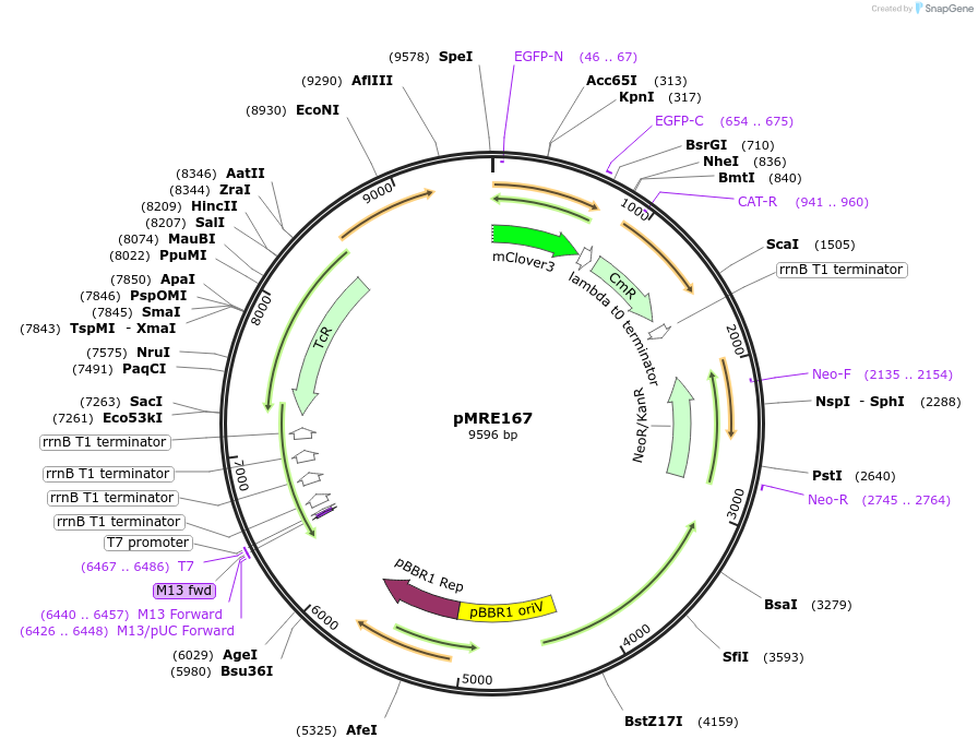 118515-plasmid-map-sequence-id-226437