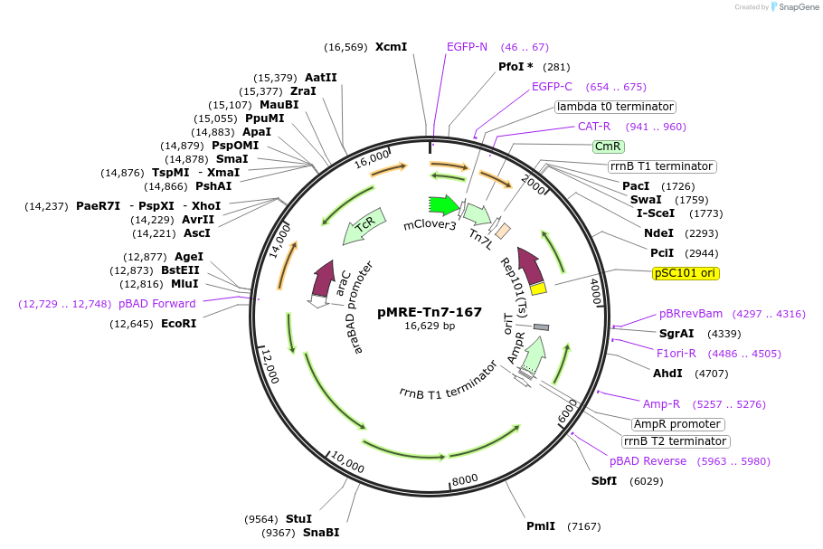 118579-plasmid-map-sequence-id-226438