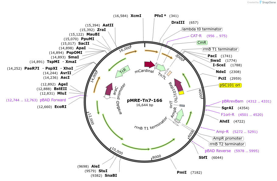 118578-plasmid-map-sequence-id-226439