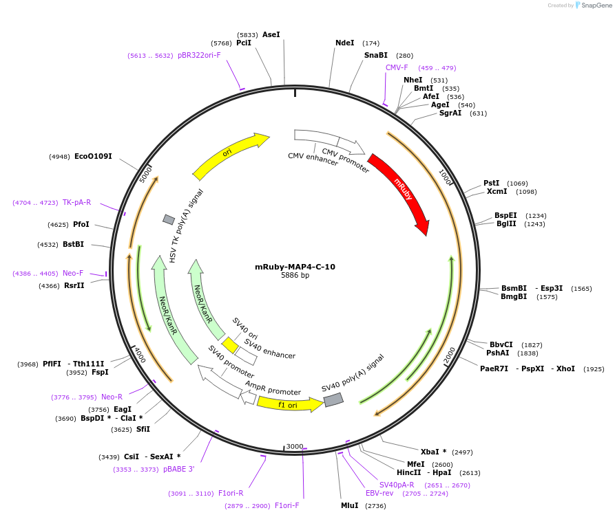 55873-plasmid-map-sequence-id-226443