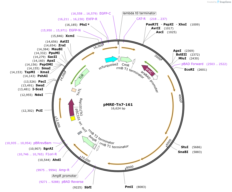 118573-plasmid-map-sequence-id-226449