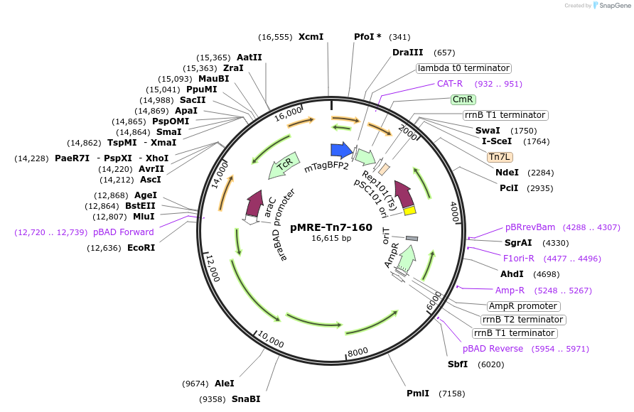 118572-plasmid-map-sequence-id-226450