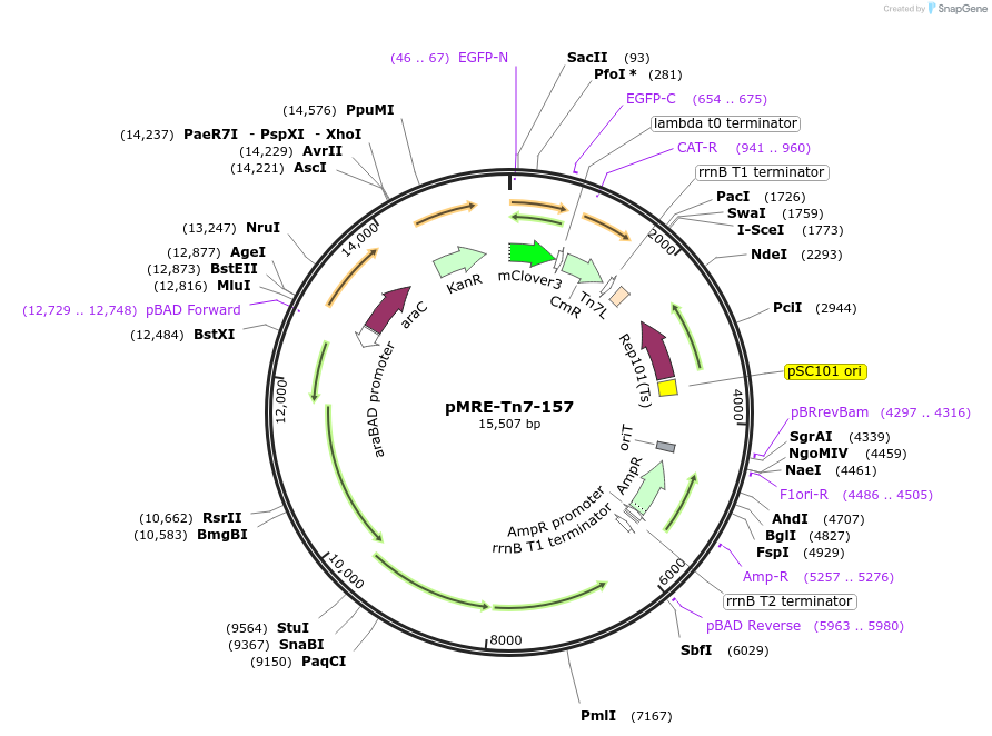 118571-plasmid-map-sequence-id-226453