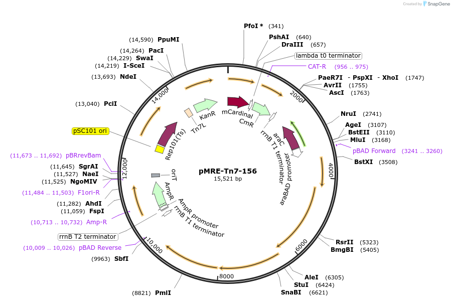 118570-plasmid-map-sequence-id-226455