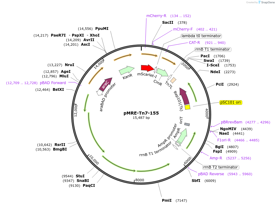 118569-plasmid-map-sequence-id-226457