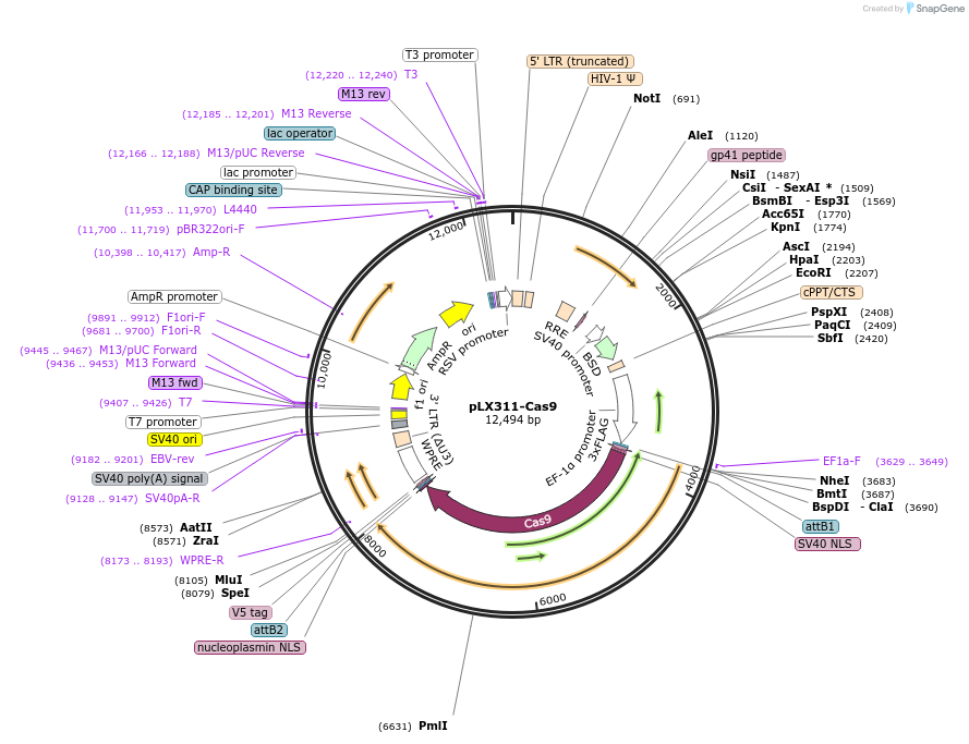 118018-plasmid-map-sequence-id-226458