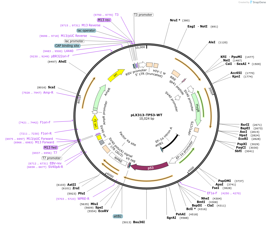118014-plasmid-map-sequence-id-226460