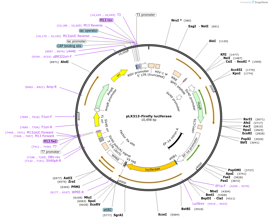 118017-plasmid-map-sequence-id-226463